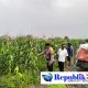 Bhabinkamtibmas Desa Gamping Pantau Pertumbuhan Jagung, Dukung Program Ketahanan Pangan