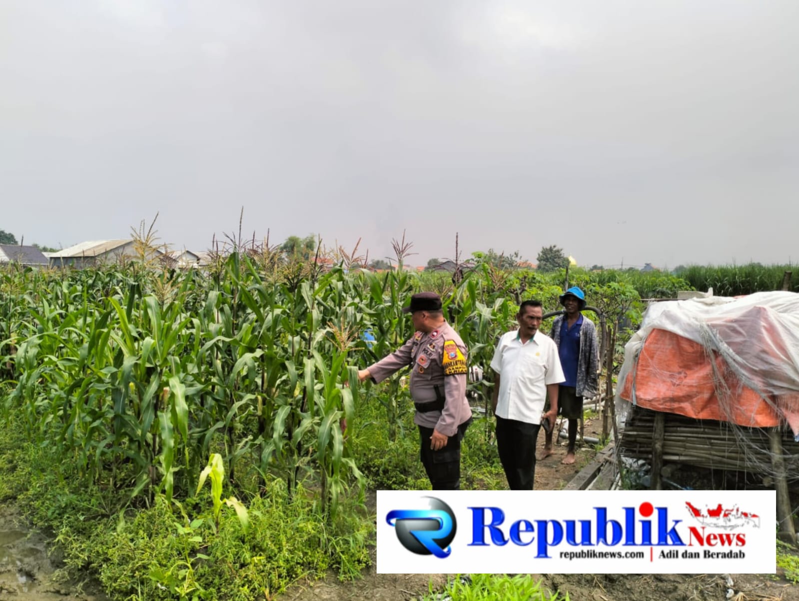 Foto : Bhabinkamtibmas desa Gamping memantau pertumbuhan jagung ,dukung program ketahanan pangan.