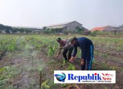 Foto : Polsek Sidoarjo intensif mendampingi petani jagung.
