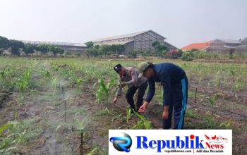 Polsek Sidoarjo Kota Intensif Dampingi Petani Jagung, Sukseskan Swasembada Pangan Nasional