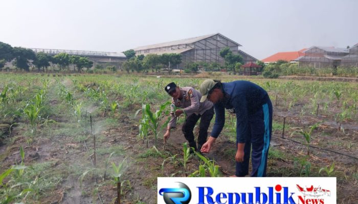 Polsek Sidoarjo Kota Intensif Dampingi Petani Jagung, Sukseskan Swasembada Pangan Nasional