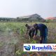 Polsek Sidoarjo Kota Intensif Dampingi Petani Jagung, Sukseskan Swasembada Pangan Nasional