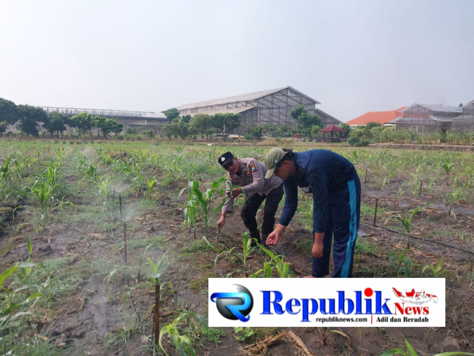 Foto : Polsek Sidoarjo intensif mendampingi petani jagung.