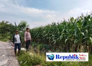 Foto : Polsek prambon memantau tanaman jagung.