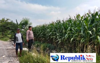 Foto : Polsek prambon memantau tanaman jagung.