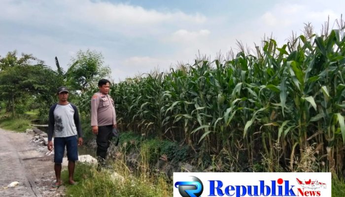 Polsek Prambon Pantau Tanaman Jagung Usia 75 Hari, Dukung Program Ketahanan Pangan