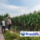 Polsek Prambon Pantau Tanaman Jagung Usia 75 Hari, Dukung Program Ketahanan Pangan