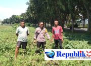 Foto : Polsek Sidoarjo kota memantau perkembangan tanaman jagung di Desa Lebo , Wonoayu.