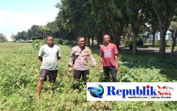 Foto : Polsek Sidoarjo kota memantau perkembangan tanaman jagung di Desa Lebo , Wonoayu.