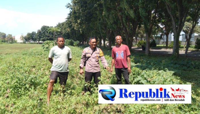 Polsek Sidoarjo Kota Pantau Perkembangan Lahan Jagung Desa Lebo Dukung Swasembada Pangan