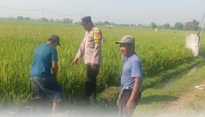 Bhabinkamtibmas Klagen Bangun Kedekatan dengan Petani Lewat Sambang Persawahan