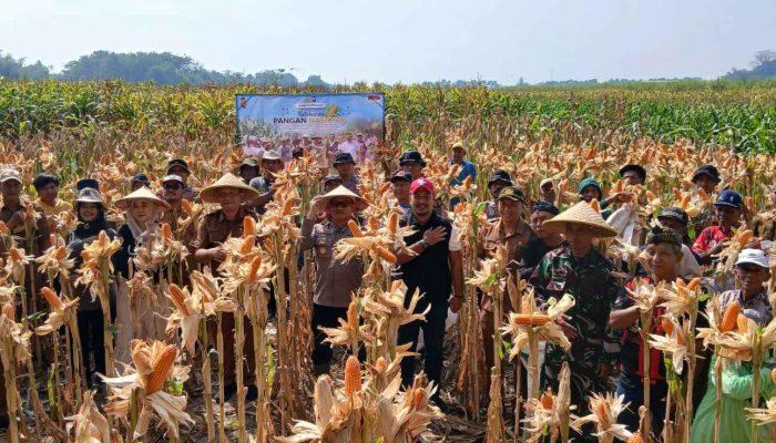 Panen Jagung Kuartal III di Kecamatan Balongbendo