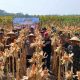 Panen Jagung Kuartal III di Kecamatan Balongbendo