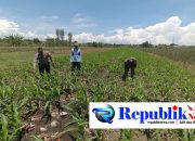 Bukan Sekadar Patroli, Polisi di Bangil Aktif Dampingi Petani Jagung Menuju Panen Maksimal
