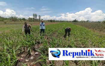 Bukan Sekadar Patroli, Polisi di Bangil Aktif Dampingi Petani Jagung Menuju Panen Maksimal