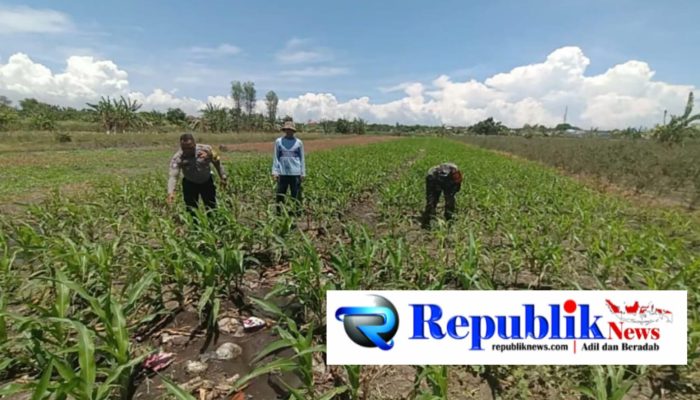 Bukan Sekadar Patroli, Polisi di Bangil Aktif Dampingi Petani Jagung Menuju Panen Maksimal