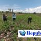 Bukan Sekadar Patroli, Polisi di Bangil Aktif Dampingi Petani Jagung Menuju Panen Maksimal
