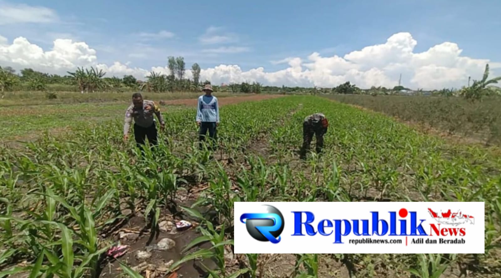 Foto : Polisi di Bangil aktif dampingi petani jagung.