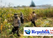 Foto: Bhabinkamtibmas Polsek Pandaan pantau panen jagung Desa Karangjati , Kecamatan Pandaan.