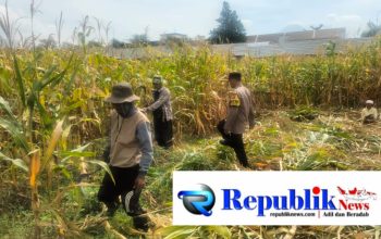 Hasil Panen Jagung di Karangjati Terpantau Baik, Bhabinkamtibmas Dukung Ketahanan Pangan Bersama Petani