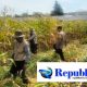 Hasil Panen Jagung di Karangjati Terpantau Baik, Bhabinkamtibmas Dukung Ketahanan Pangan Bersama Petani