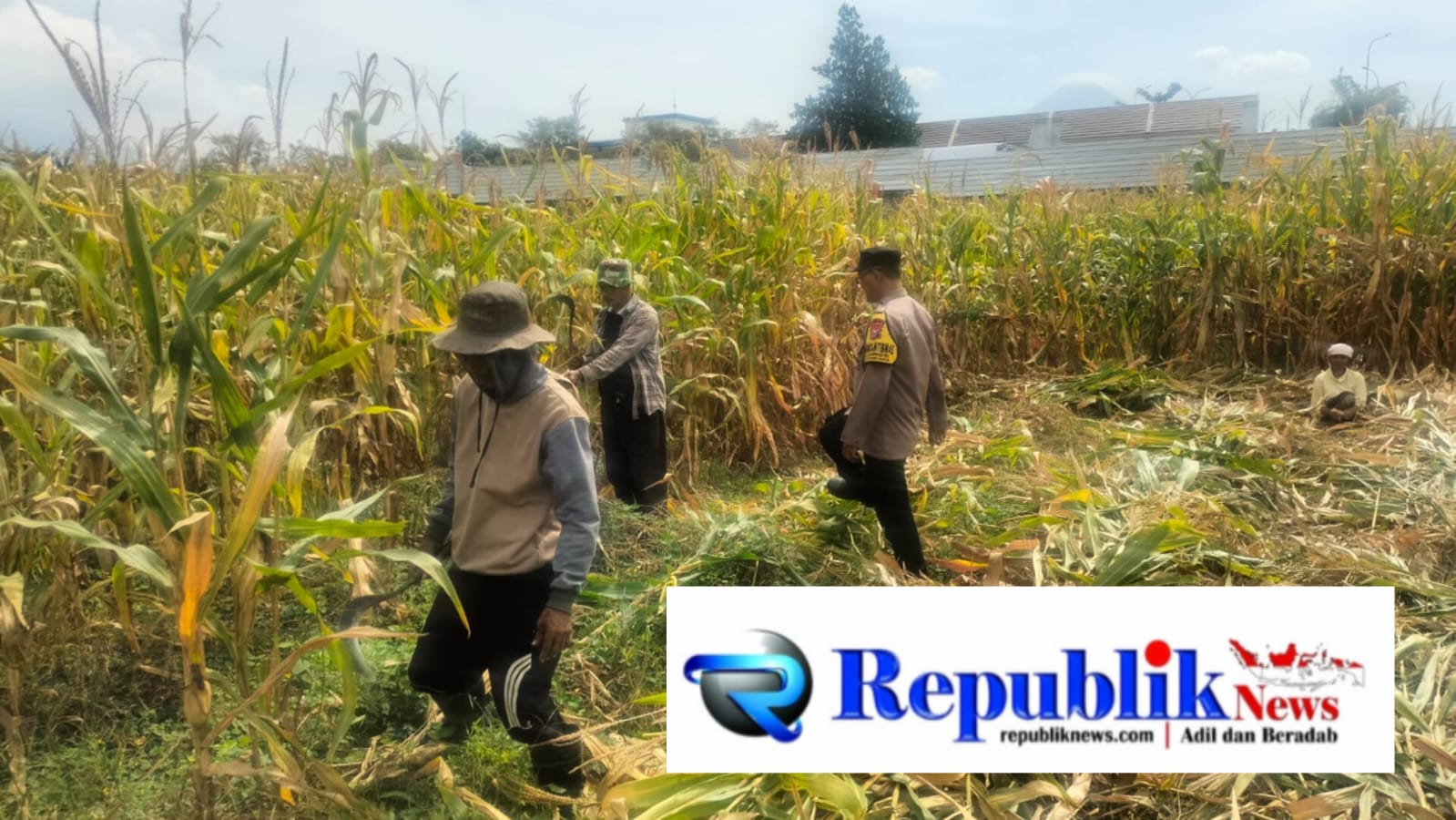 Foto: Bhabinkamtibmas Polsek Pandaan pantau panen jagung Desa Karangjati , Kecamatan Pandaan.
