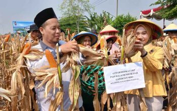 Panen Raya Jagung Kuartal III di Balongbendo, Wujud Nyata Swasembada Pangan Nasional
