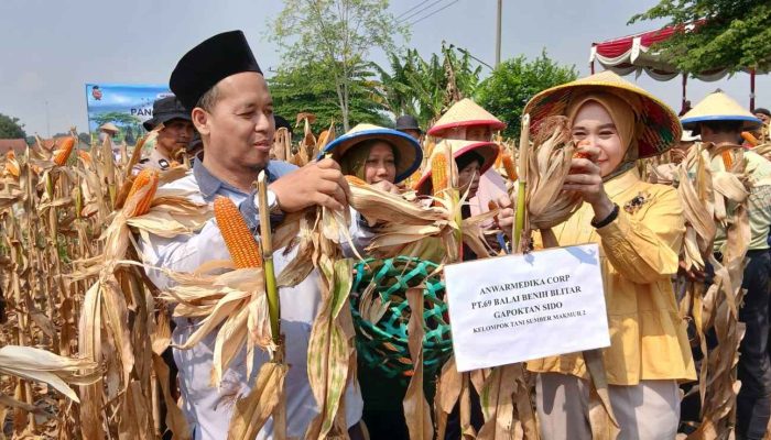 Panen Raya Jagung Kuartal III di Balongbendo, Wujud Nyata Swasembada Pangan Nasional