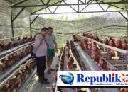 Budidaya Ayam Petelur di Kalisat Berkembang Baik, Bhabinkamtibmas Dukung Ketahanan Pangan