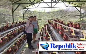 Budidaya Ayam Petelur di Kalisat Berkembang Baik, Bhabinkamtibmas Dukung Ketahanan Pangan