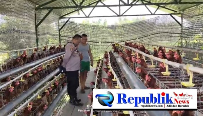 Budidaya Ayam Petelur di Kalisat Berkembang Baik, Bhabinkamtibmas Dukung Ketahanan Pangan