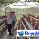 Budidaya Ayam Petelur di Kalisat Berkembang Baik, Bhabinkamtibmas Dukung Ketahanan Pangan