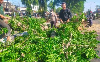 Polisi Bantu Evakuasi Pohon Tumbang di Jalan Raya Tebel Gedangan