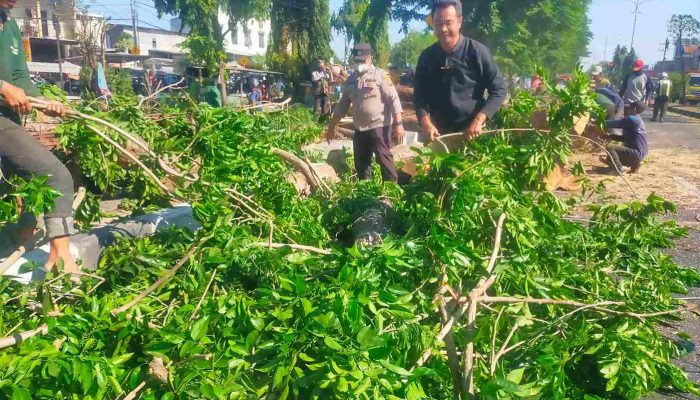 Polisi Bantu Evakuasi Pohon Tumbang di Jalan Raya Tebel Gedangan