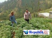 Foto : Polsek Tosari rutin cek tanaman kentang.