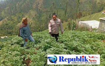 Foto : Polsek Tosari rutin cek tanaman kentang.