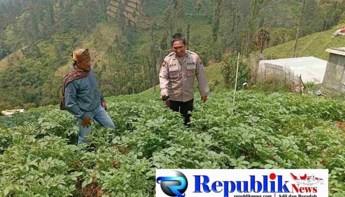 Polsek Tosari Rutin Cek Tanaman Kentang, Begini Cara Polisi Dukung Ketahanan Pangan