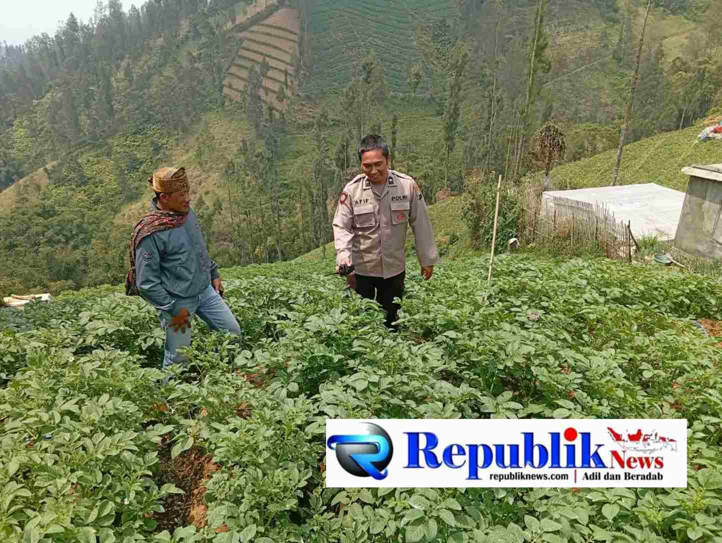 Foto : Polsek Tosari rutin cek tanaman kentang.