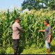 Polsek Tanggulangin Dukung Ketahanan Pangan, Upayakan Keluhan Petani di Desa Randegan