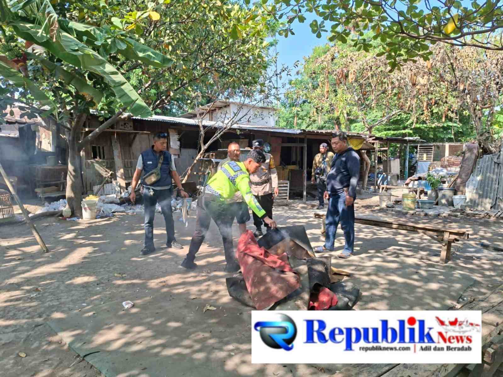 Foto : Polsek waru bongkar arena sabung ayam di Bungurasih Utara.