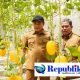 Foto : Bupati Sidoarjo,H.Subandi resmikan wisata petik melon.