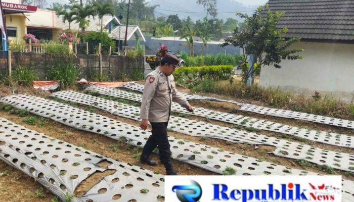Polsek Nongkojajar Dukung Ketahanan Pangan Nasional, Pantau dan Rawat Tanaman Bawang Putih di Desa Tlogosari