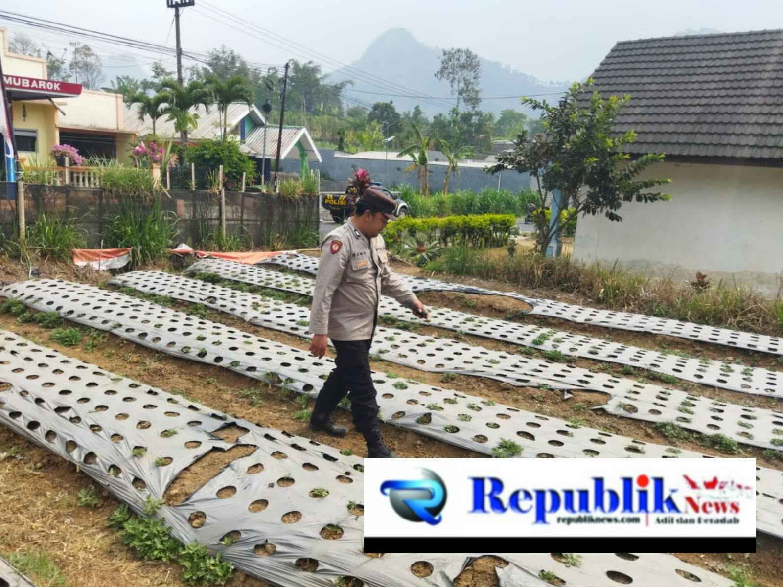 Foto : Polsek nongkojajar dukung ketahanan pangan.