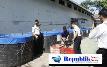 Foto: lapas Sidoarjo panen lele 35 kg