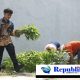 Lapas Sidoarjo Panen Kangkung, Dukung Ketahanan Pangan